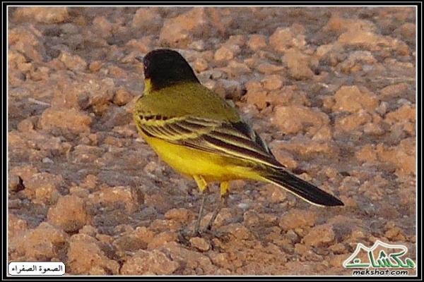 طيوررررر برية - صفحة 2 Birds50