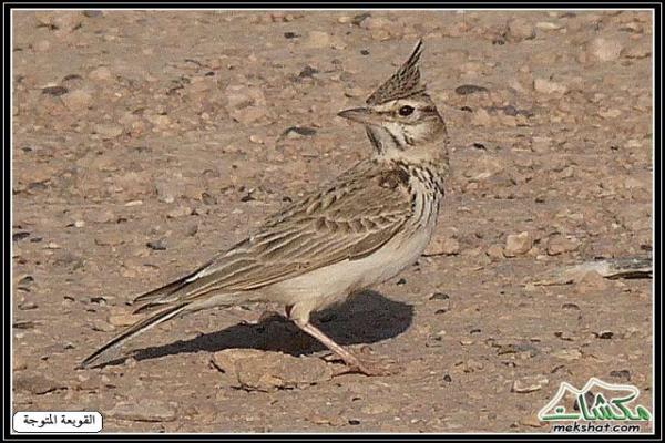 طيوررررر برية - صفحة 2 Birds51