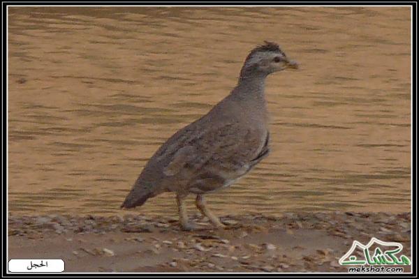 طيوررررر برية - صفحة 2 Birds52