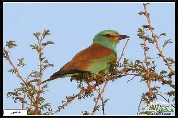 طيوررررر برية - صفحة 2 Birds53