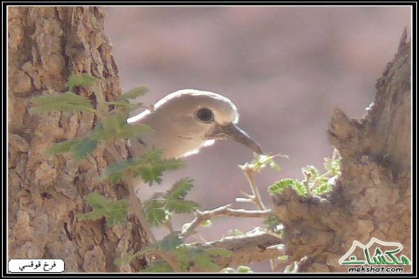 طيوررررر برية - صفحة 2 Birds54