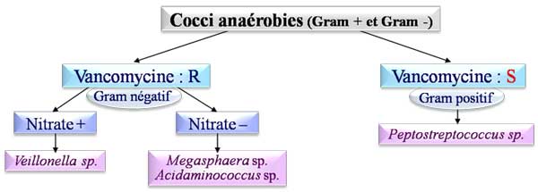   Systématique des Bactéries Cocciana