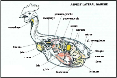 Petits soucis avec une poule Appareil-digestif-de-la-poule-particularites-anatomo-physiologiques4