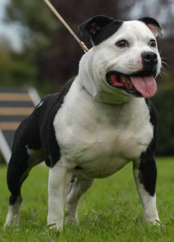 Staffordshire Bull Terrier (SBT) 1Leonmelenablancadell_aelgifur-Staffordshire