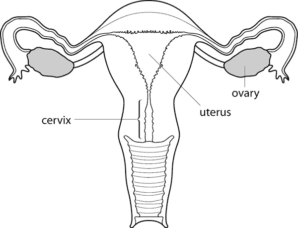 دول بعض صور الابدومن والبلفيس لسنه تانيه Uterus