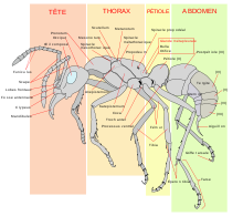 Le monde des fourmis selon le Coran Image001