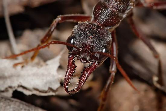 Le monde des fourmis selon le Coran Image002