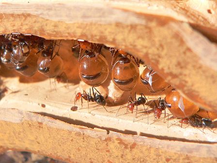 Le monde des fourmis selon le Coran Image008