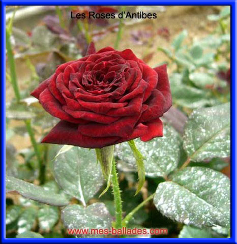  •.♥.•° قصر نيوشفاينشتاين في المانيا °•.♥.•° Antibes-rose-pourpre