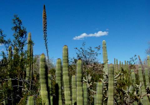 Fotografije kaktusa i sukulenata DesertBotanicalCacti