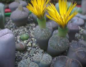 VƯỜN CÂY ĐV II Lithops