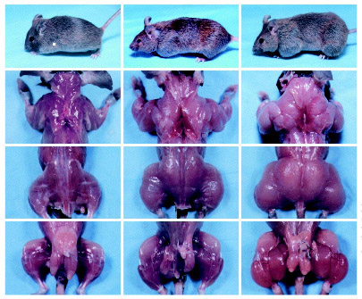 [Aporte]Culturismo canino Myostatin-mice