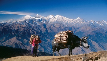 Non au festival de Gadhimai au Népal ! sacrifiant des animaux Petition-img-11250