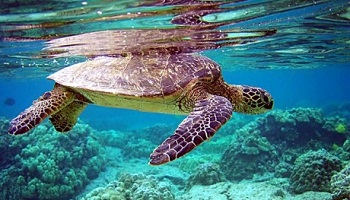 Non à la consommation de viande de tortues de mer ! Petition-img-11913