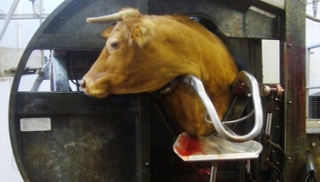 Stoppons la banalisation de l'abattage halal et casher Petition-img-9311