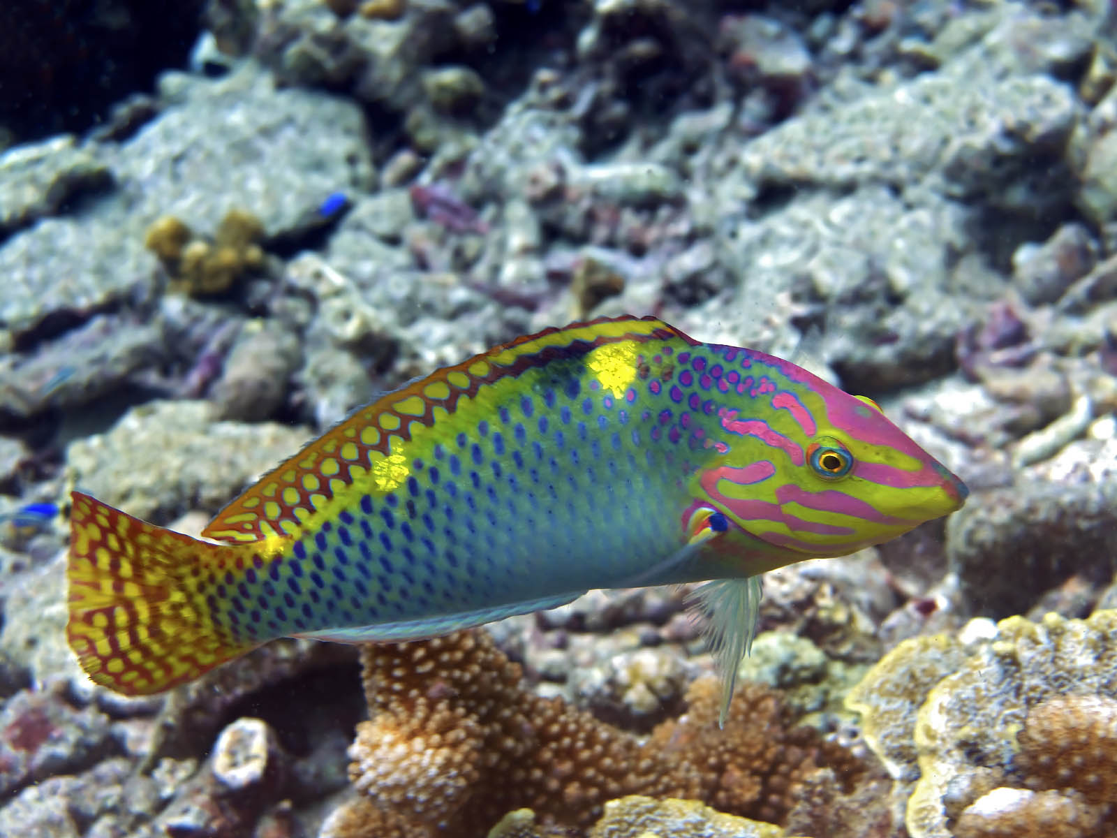  سمك الشفاهي ... Checkerboard_wrasse_ip_halichoeres-_hortulanus_IMG_2265