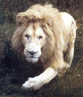 أسد ابيض نادر وجميل سبحان الله WhiteLion3