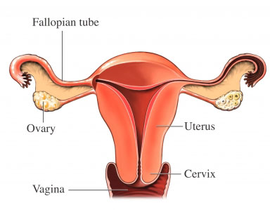 دول بعض صور الابدومن والبلفيس لسنه تانيه Uterus