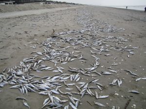 2011 - Moria uccelli e pesci e oggetti strani caduti dal cielo - Pagina 4 Moria-di-pesci-300x225