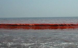 Il mar d’Azov diviene improvvisamente rosso, sconcertando la popolazione: le risposte della scienza  Mare-dazov-2-300x186