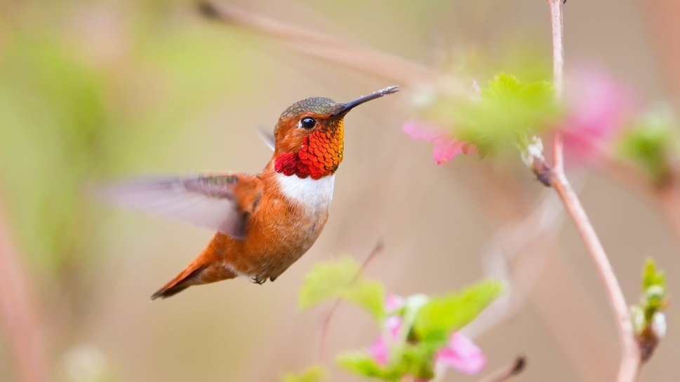 Le Meraviglie della Natura - Pagina 21 Colibr%C3%AC