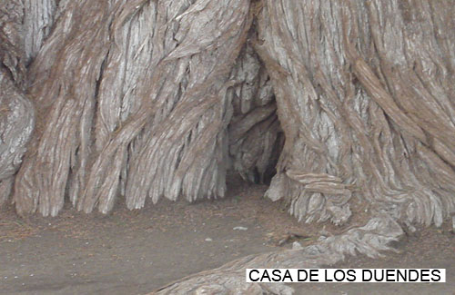 Bosques: Árboles extraordinarios  TULEcasaduendes