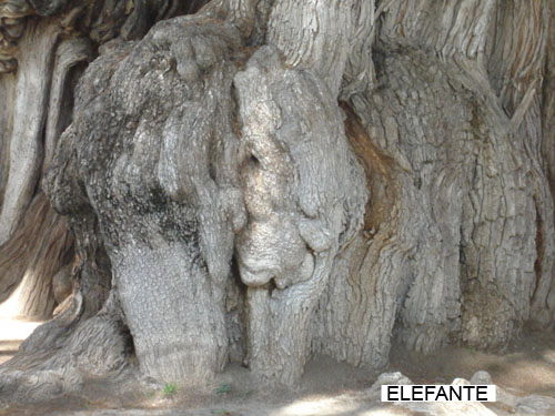 Bosques: Árboles extraordinarios  TULEelefante