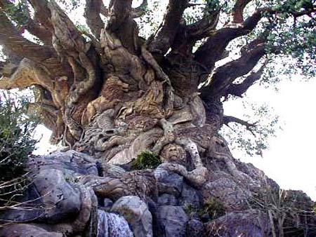 Bosques: Árboles extraordinarios  TuleF