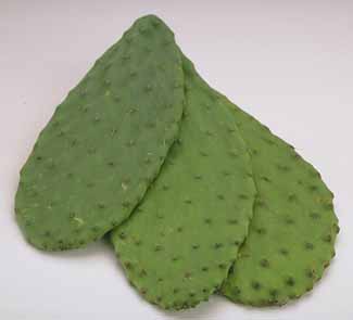 نبات الصبار و فوائده العلاجية Cactus