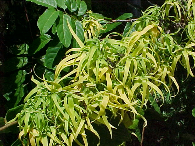 Thương Nhớ  Hoàng Lan - Trần Thùy Mai  Ylangylang01