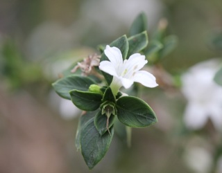 la fleur de Martin du 1er Juillet trouvée par Ajonc - Page 2 Serissa_02