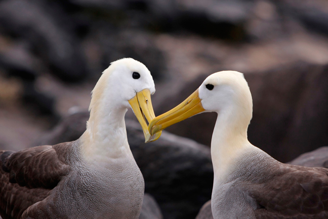 கடற் பறவை  - Page 3 Waved-albatross-courtship-Galapagos