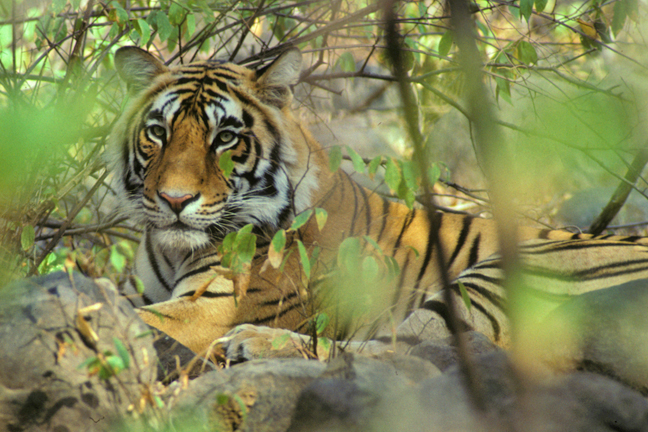 Circus Animals Female-Tiger-Ranthanbore-India