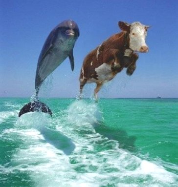 Post a Picture - Page 2 Dolphin_cow_jump