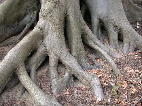 Le garde manger Tronc-d-arbre