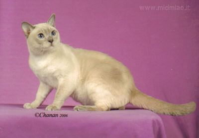 اسرار القطه المنزليه..وطرق تربيتها Tonkinese