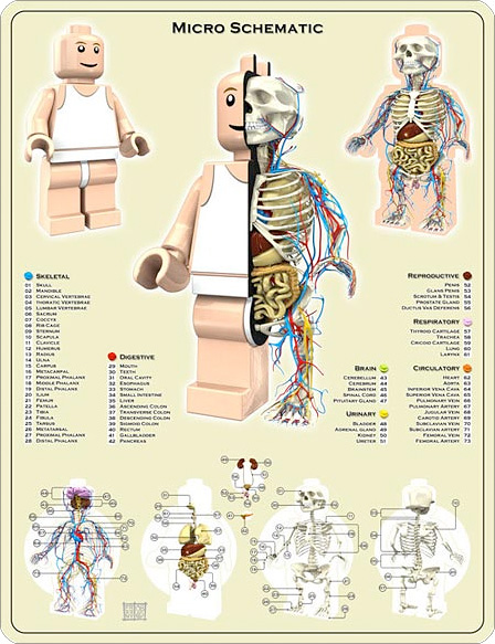 El Chiste del Dia - El retonno. Anatomia-mini-fig-lego