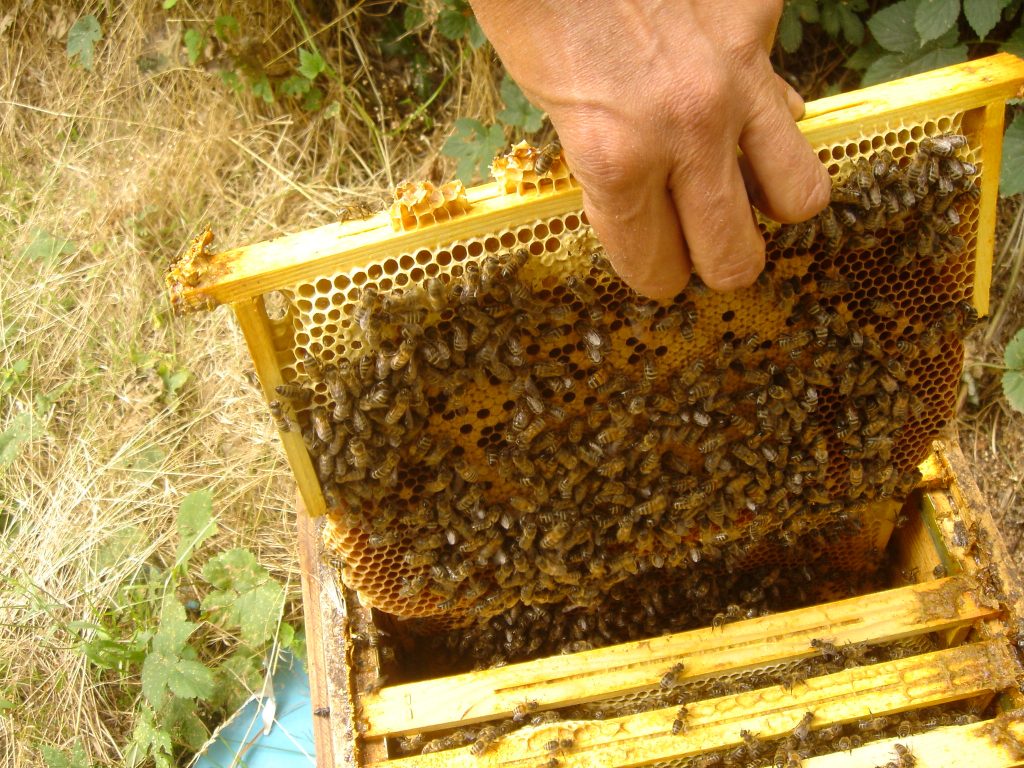 Aux grands mots, les grands remèdes : la ruche de la vie  Miel-ruche-1024x768