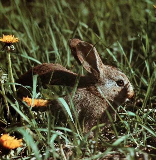 L'enciclopedia fotografica degli animali Coniglio%20selvatico