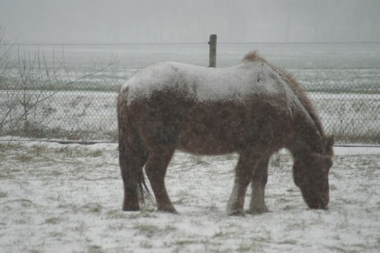 Sneeuw! Wat vinden jullie paarden ervan? Foto-OP3KWYL3