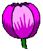 زهرة صور متحركة Ptulip