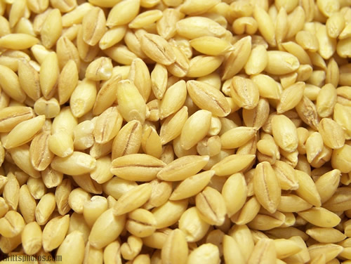 فوائد عن الشعير Barley