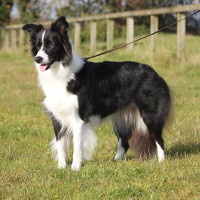 Le Border Collie 297