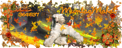 Galerie von SeonHa - Zoomumba Forum Sig-herbst-afghanwindhund-mumtazmahal