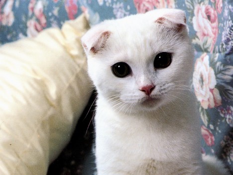 Επιχείρηση "Στειρώσεις" - Σελίδα 14 Scottish-fold-shorthair-03-468x351