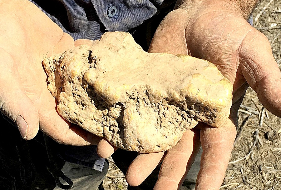 Encuentran pepota de oro !!! This-australian-man-just-found-a-massive-145-ounce-gold-nugget