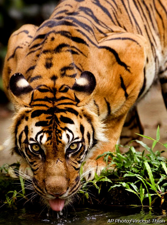 Inscripciones mascotas Sumatran_tiger