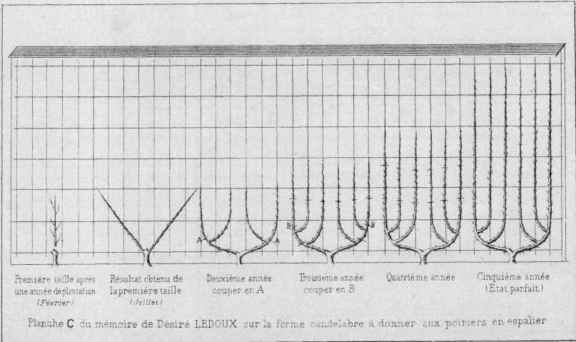 Les Fruitiers en espalier Planche03