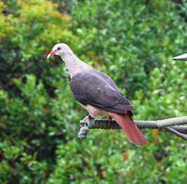 COLOMBA ROSATA (Columba mayeri) Pink%20pigeon