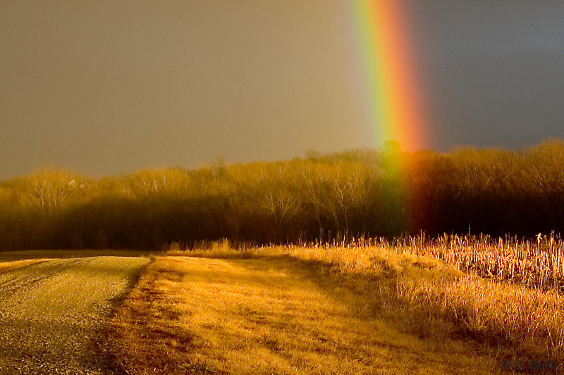 DE QUE COLOR ES UN SENTIMIENTO? Rainbow_elam_1_closeup